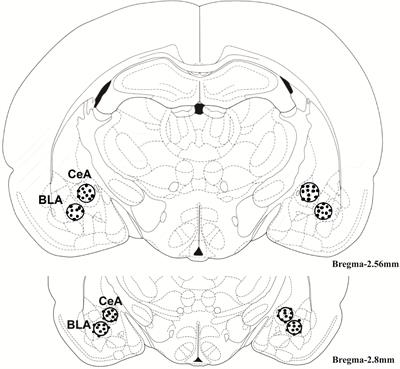 Inhibition of Glycogen Synthase Kinase 3β Activity in the Basolateral Amygdala Disrupts Reconsolidation and Attenuates Heroin Relapse